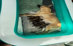 Mixed Breed dogs for sale: German Shepherd x Belgian Malinois - Image 16