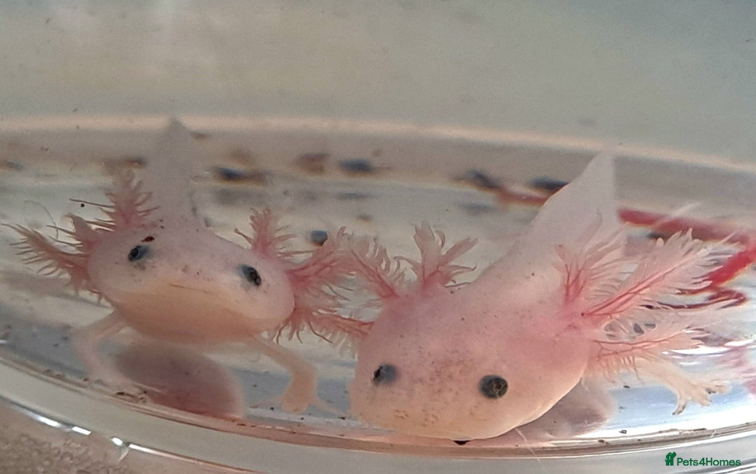 Axolotl reptiles for sale: Axolotls  - Image 6
