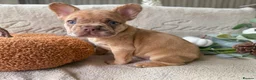 French Bulldog dogs for sale: Kc registered french bulldogs READY TO LEAVE  - Advert 35