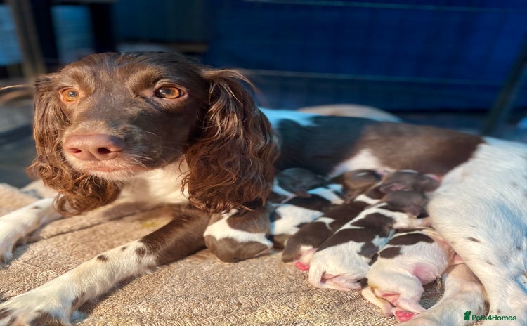 English Springer Spaniel dogs - Advert 4