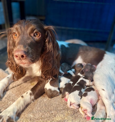 English Springer Spaniel dogs - Advert 4