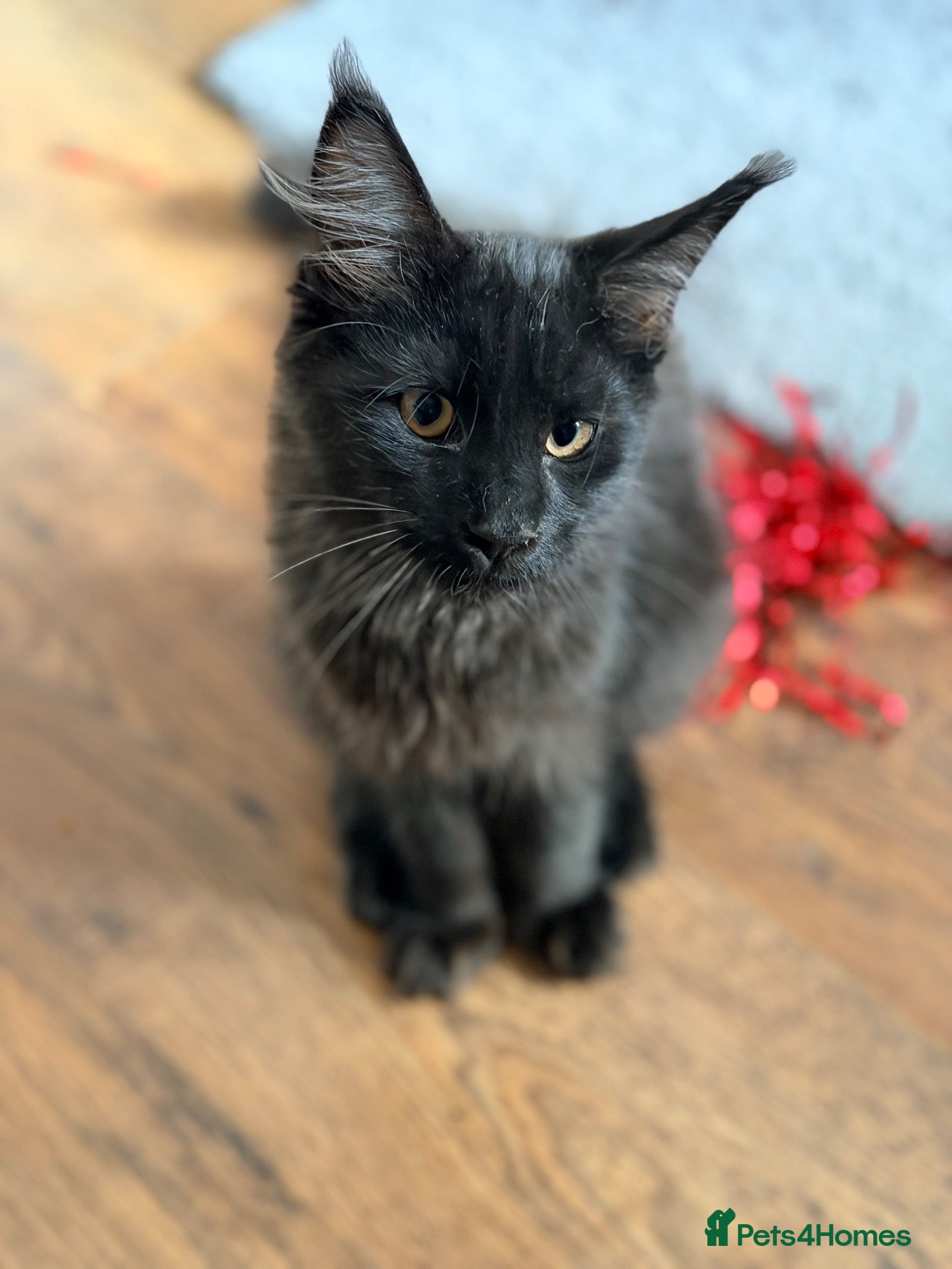 Maine Coon cats 💙 Male Maine Coon kitten TICA registered 💙 - Advert 14