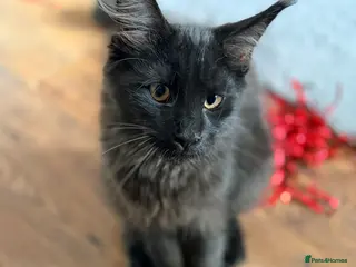 Maine Coon cats 💙 Male Maine Coon kitten TICA registered 💙 - Advert 14