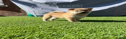 Japanese Shiba Inu dogs for sale: Beautiful Japanese shiba pups.  - Advert 4