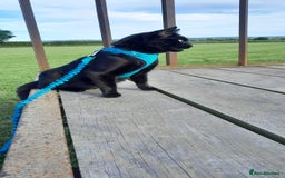 Mixed Breed cats for sale: Rehoming our cat ASAP! in Reading - Image 3