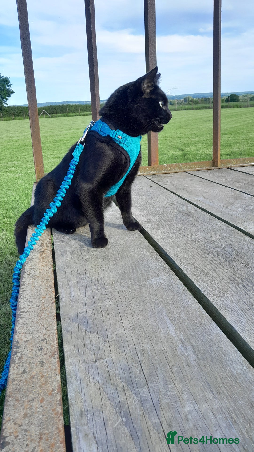 Mixed Breed cats for sale: Rehoming our cat ASAP! in Reading - Image 3