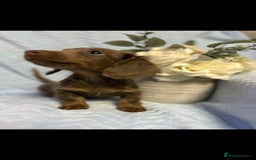 Miniature Dachshund dogs for sale: Miniature dachshund - Advert 2