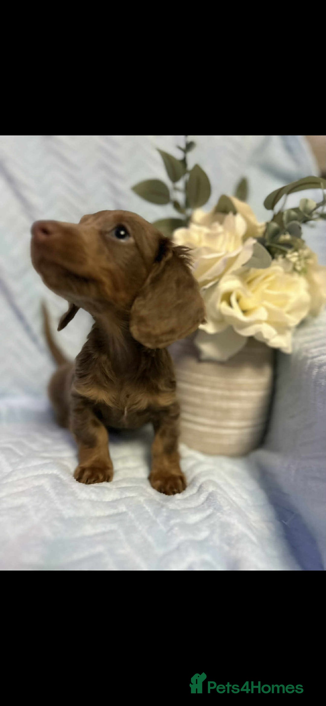 Miniature Dachshund dogs for sale: Miniature dachshund - Advert 2