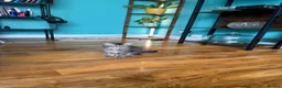Siberian cats for sale: Stunning Siberian kittens  - Advert 6
