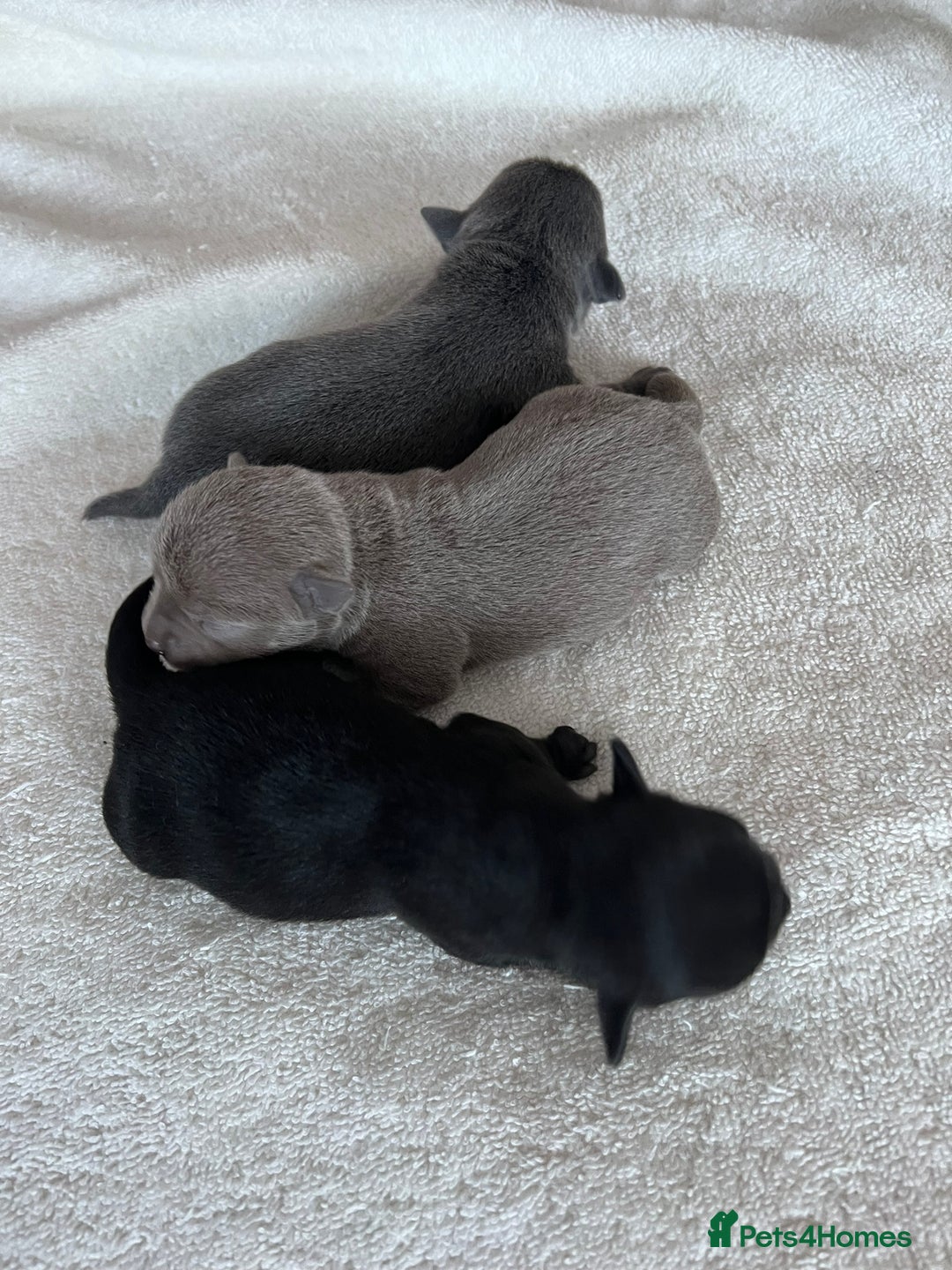 Chihuahua dogs for stud: Kc reg Lilac short coat for stud  in Bedford - Advert 8