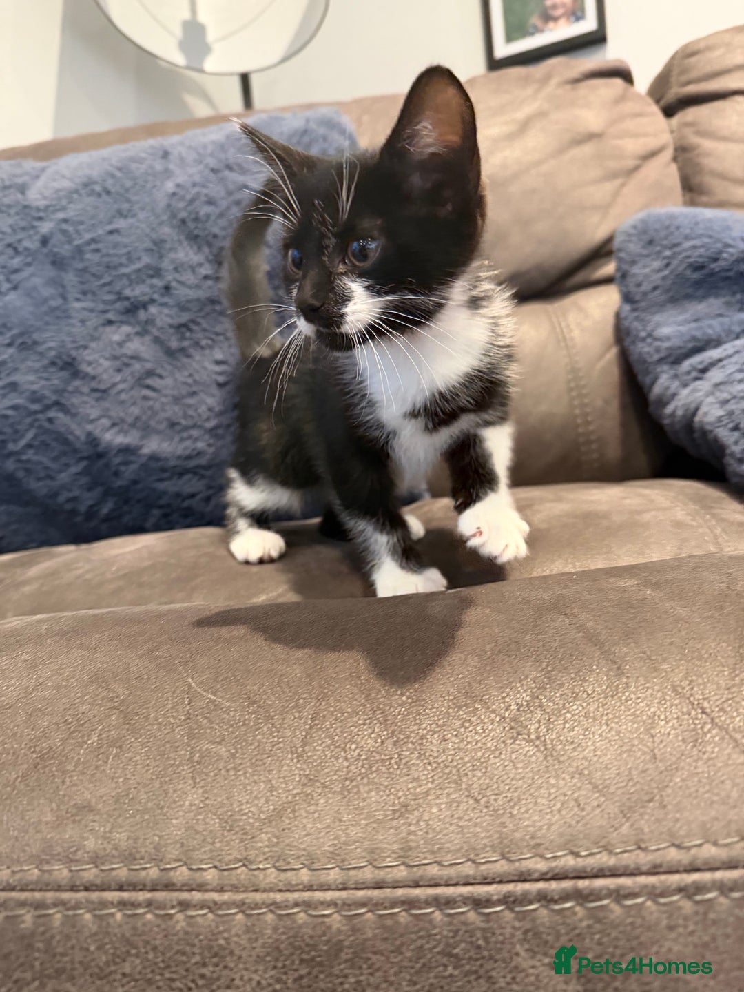 Mixed Breed cats for sale: 4 gorgeous little boys  - Advert 4