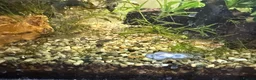 Bettas fish for sale: Nemo koi galaxy Betta male fish - Advert 4
