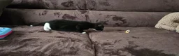 Turkish Angora cats for sale: boy kitten  in Wellingborough - Advert 5
