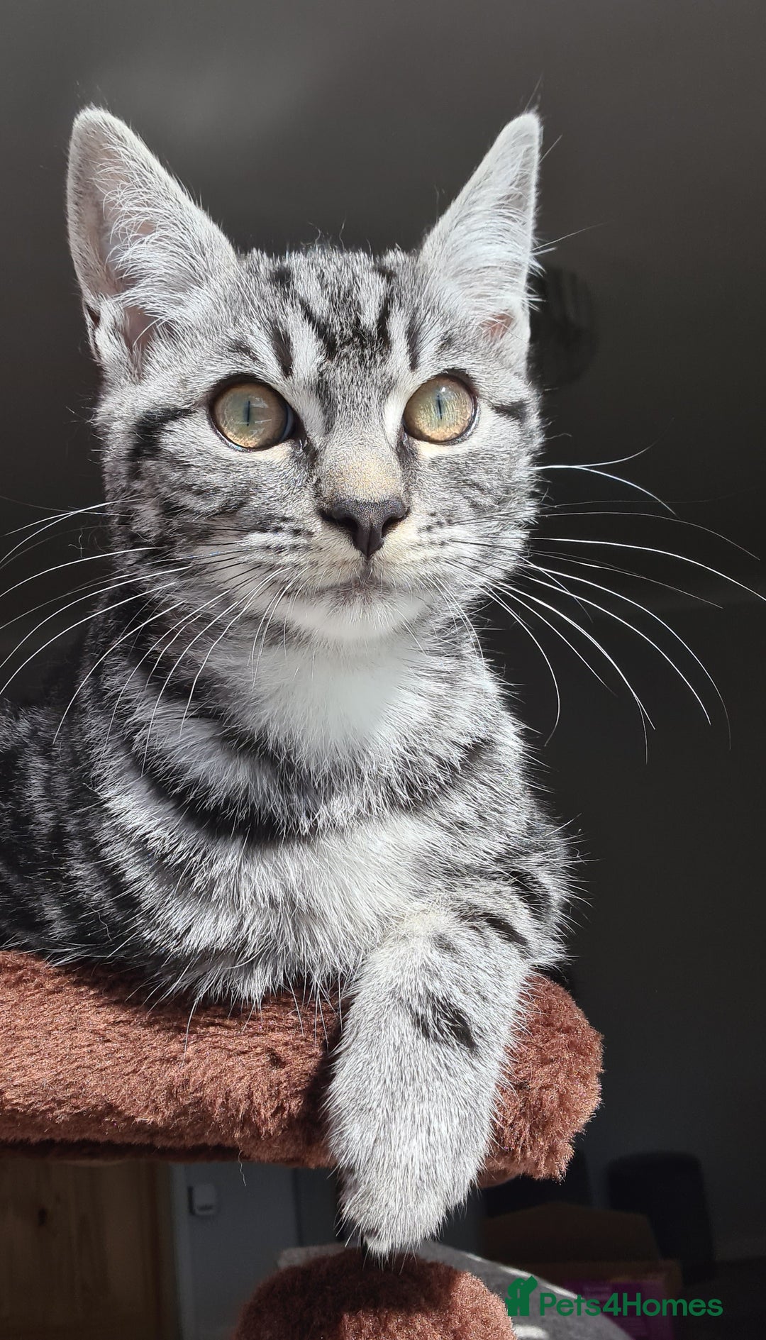 Domestic Shorthair cats for sale: Playful and friendly cat - Advert 3