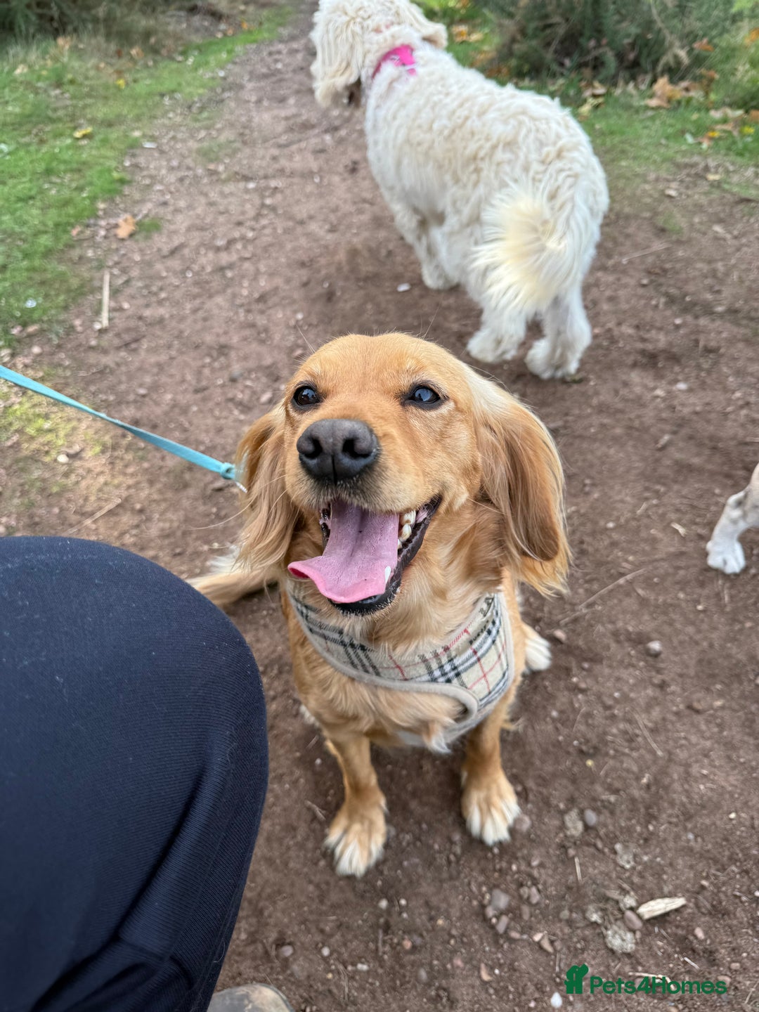 Cockapoo dogs for sale: Beautiful F1 Cockapoo puppies - Advert 9