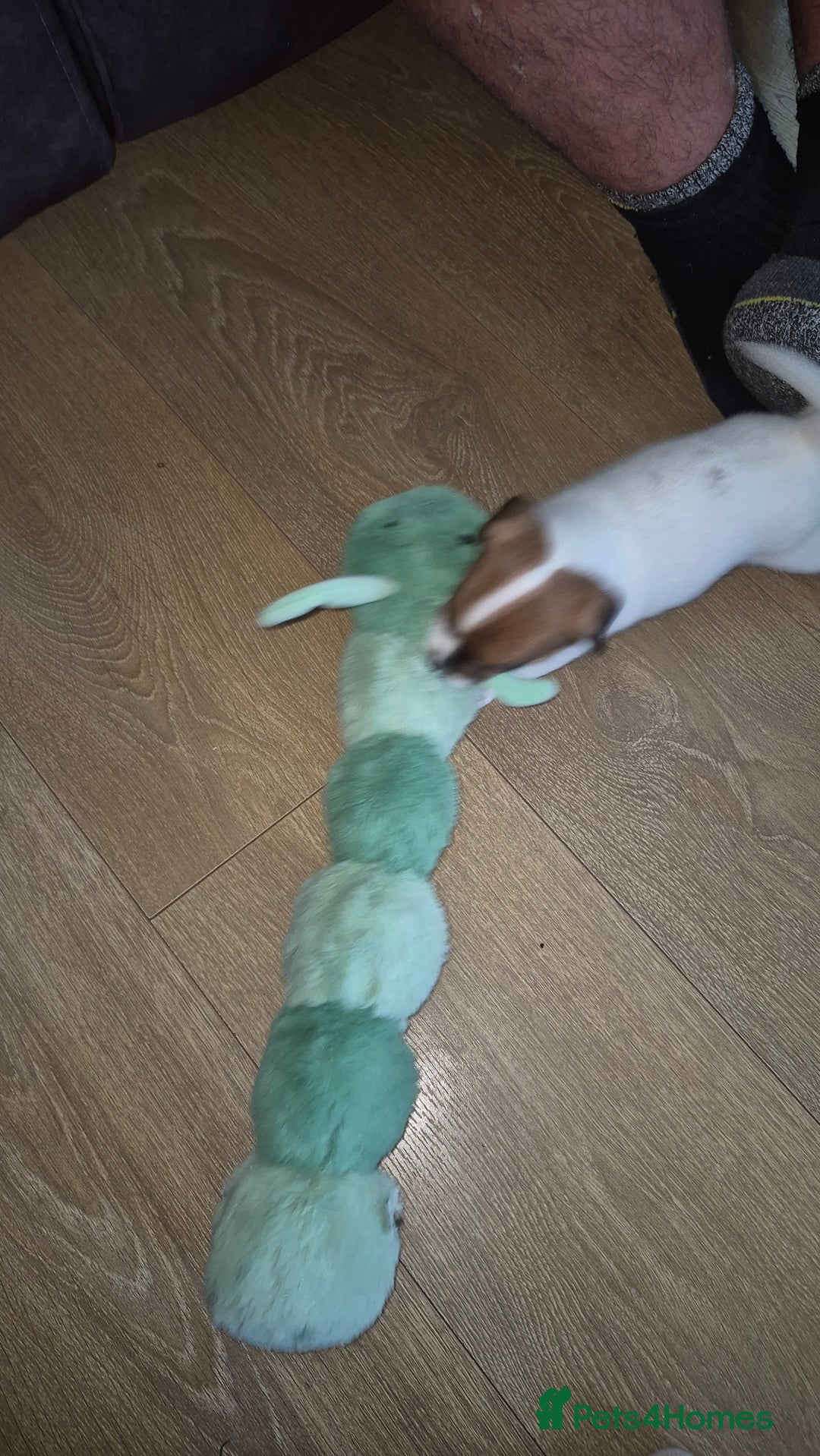 Jack Russell dogs for sale: Beautiful. Jack Russell puppies for sale - Image 8