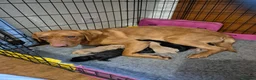 Labrador Retriever dogs for sale: KC Registered Labrador Puppies  - Advert 6