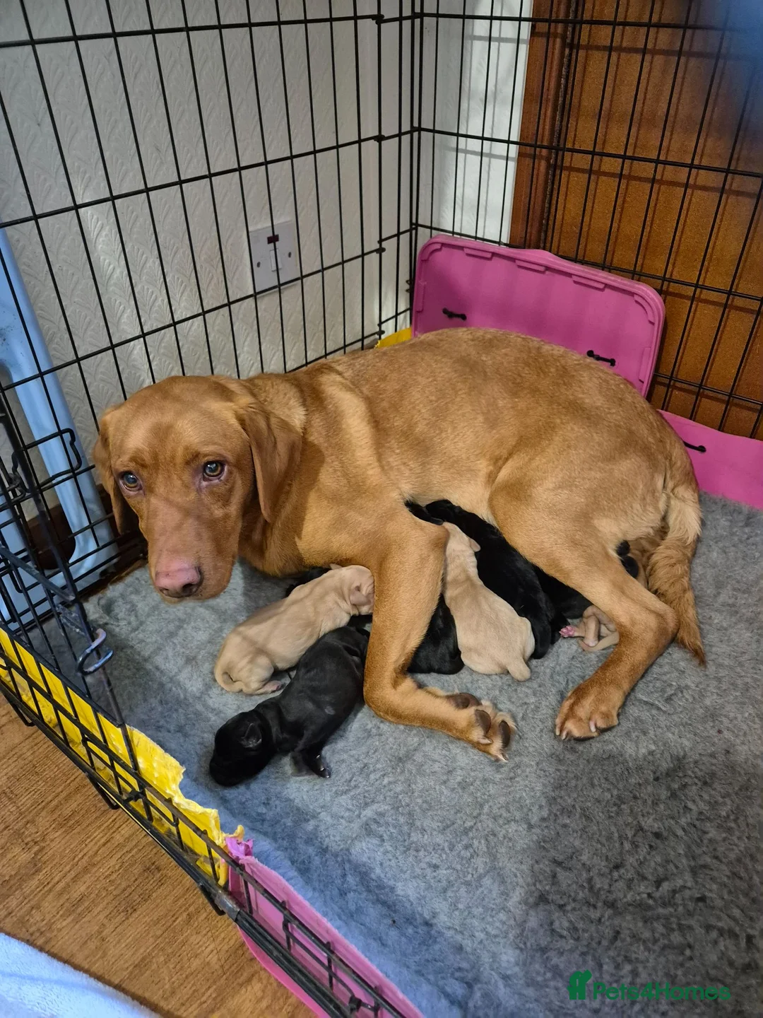 Labrador Retriever dogs for sale: KC Registered Labrador Puppies  - Advert 6