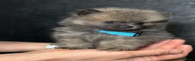 Pomeranian 1