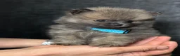 Pomeranian dogs for sale: Pomeranian puppies  - Advert 6