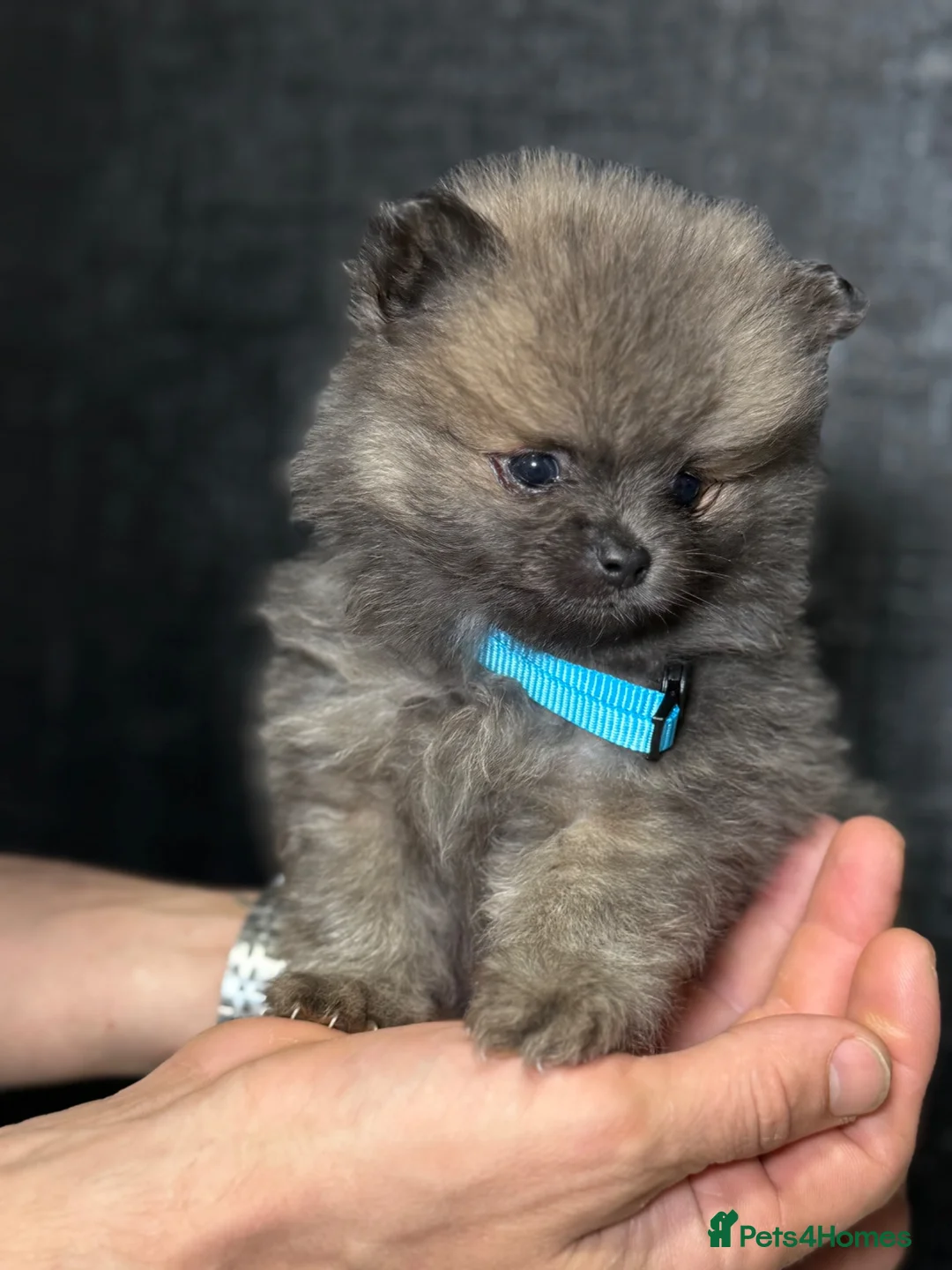 Pomeranian dogs for sale: Pomeranian puppies  - Advert 6