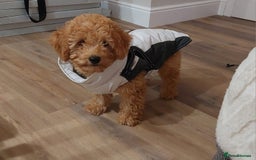 Cavachon dogs for sale: Cavapoochon Boy 16 wks old - Image 8