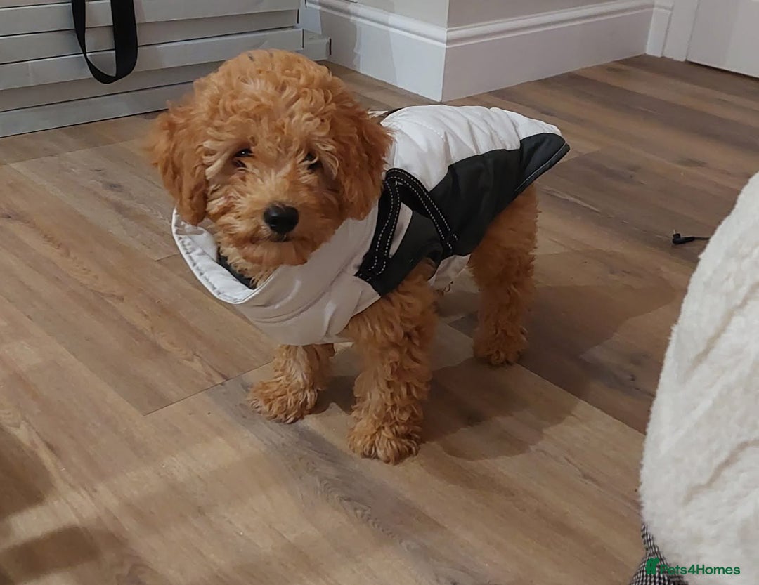 Cavachon dogs for sale: Cavapoochon Boy 16 wks old - Image 8