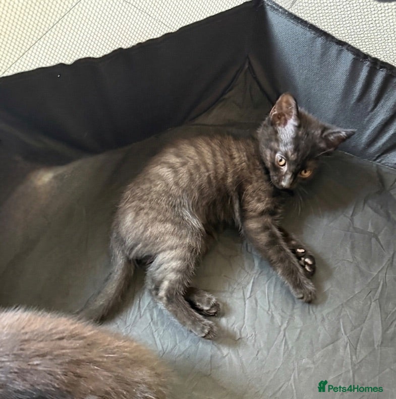 Mixed Breed cats kittens available  - Advert 16