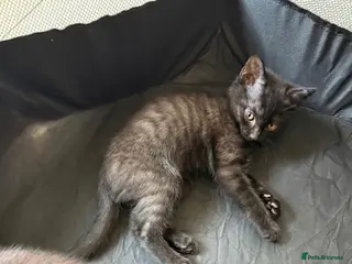 Mixed Breed cats kittens available - Advert 16