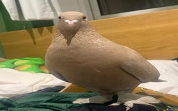 Pigeons birds for sale: pigeon for sale urgent - Image 1