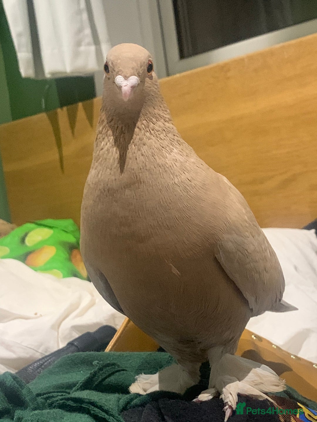Pigeons birds for sale: pigeon for sale urgent - Image 1