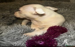 American Bully dogs for sale: perfect puppys - Image 34
