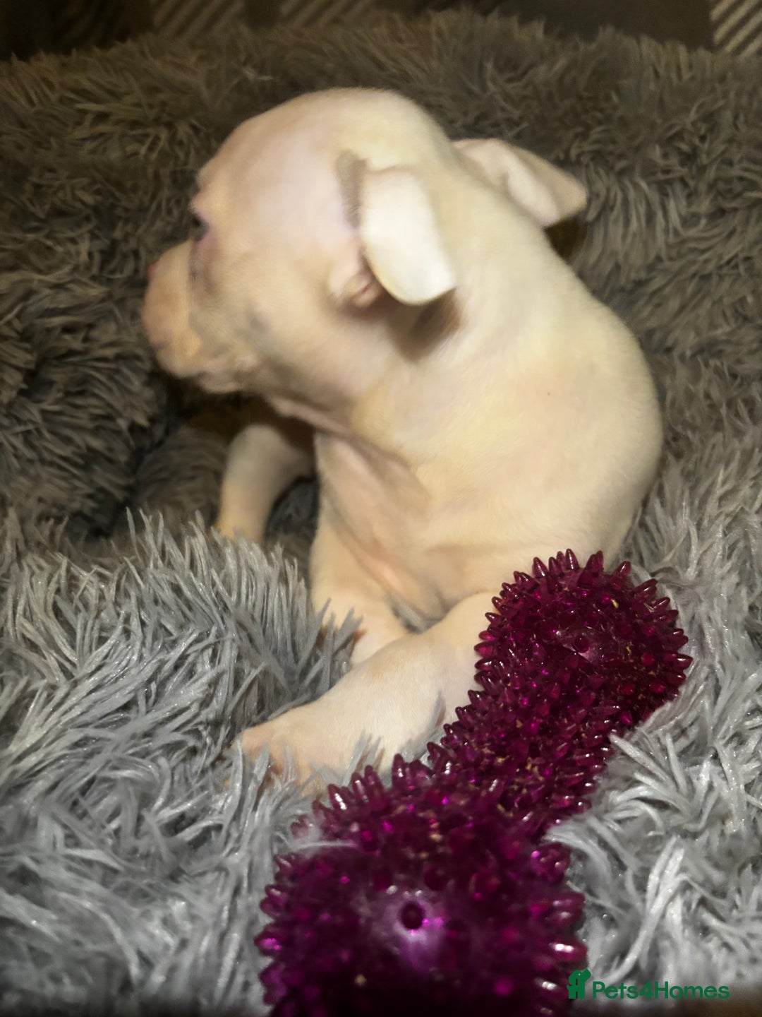 American Bully dogs for sale: perfect puppys - Image 34