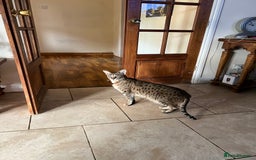 Savannah cats for sale: My beautiful f2 savannah cat is for sale  - Image 4