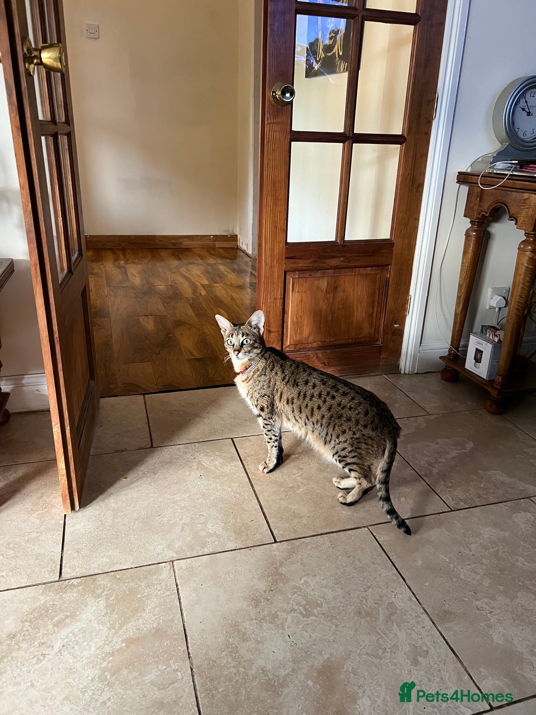 Savannah cats for sale: My beautiful f2 savannah cat is for sale  - Image 4