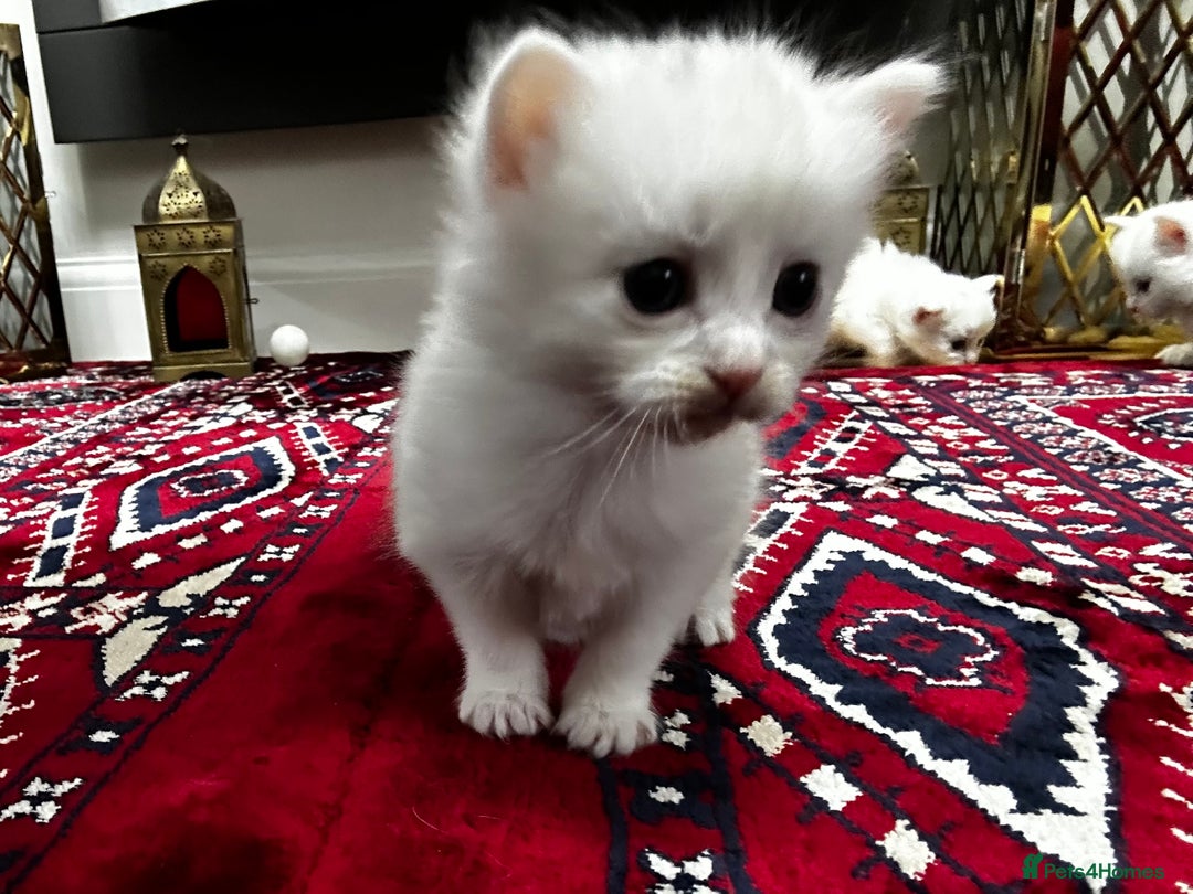 Siamese cats for sale: Siamese x russian blue kittens - Advert 24