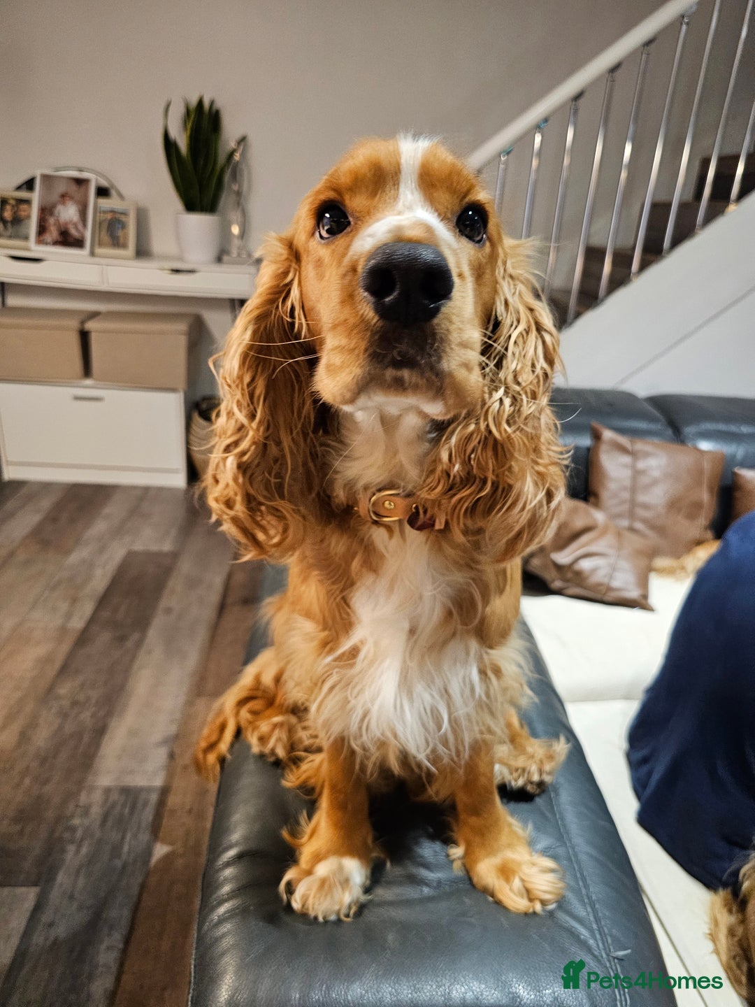 Cocker Spaniel dogs for stud: Golden Spaniel for stud - Image 8