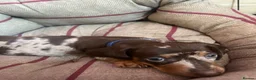 Dachshund dogs for sale: Dachshund puppies for sale  - Advert 13