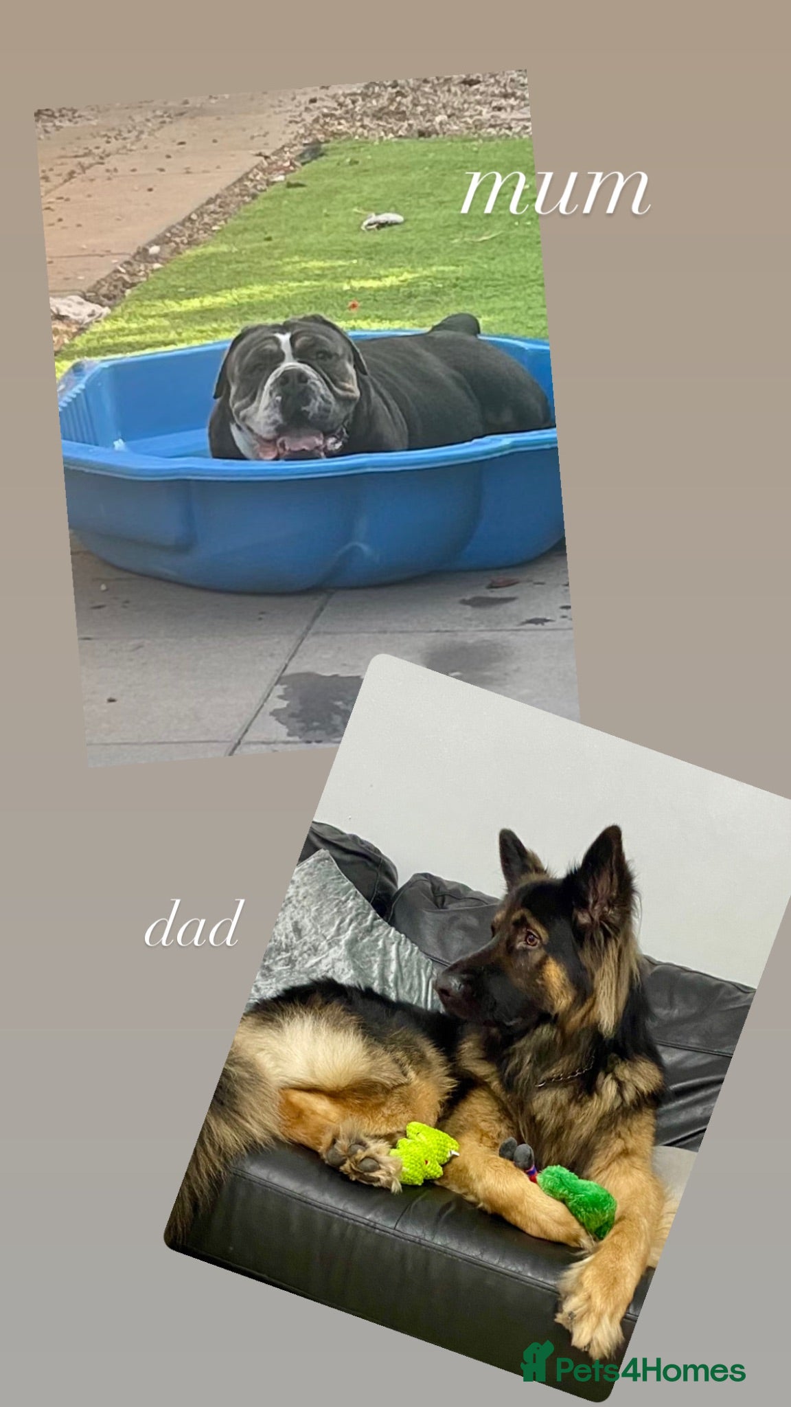 Mixed Breed dogs 6 gorgeous old tyme bulldog x GSD - Advert 2