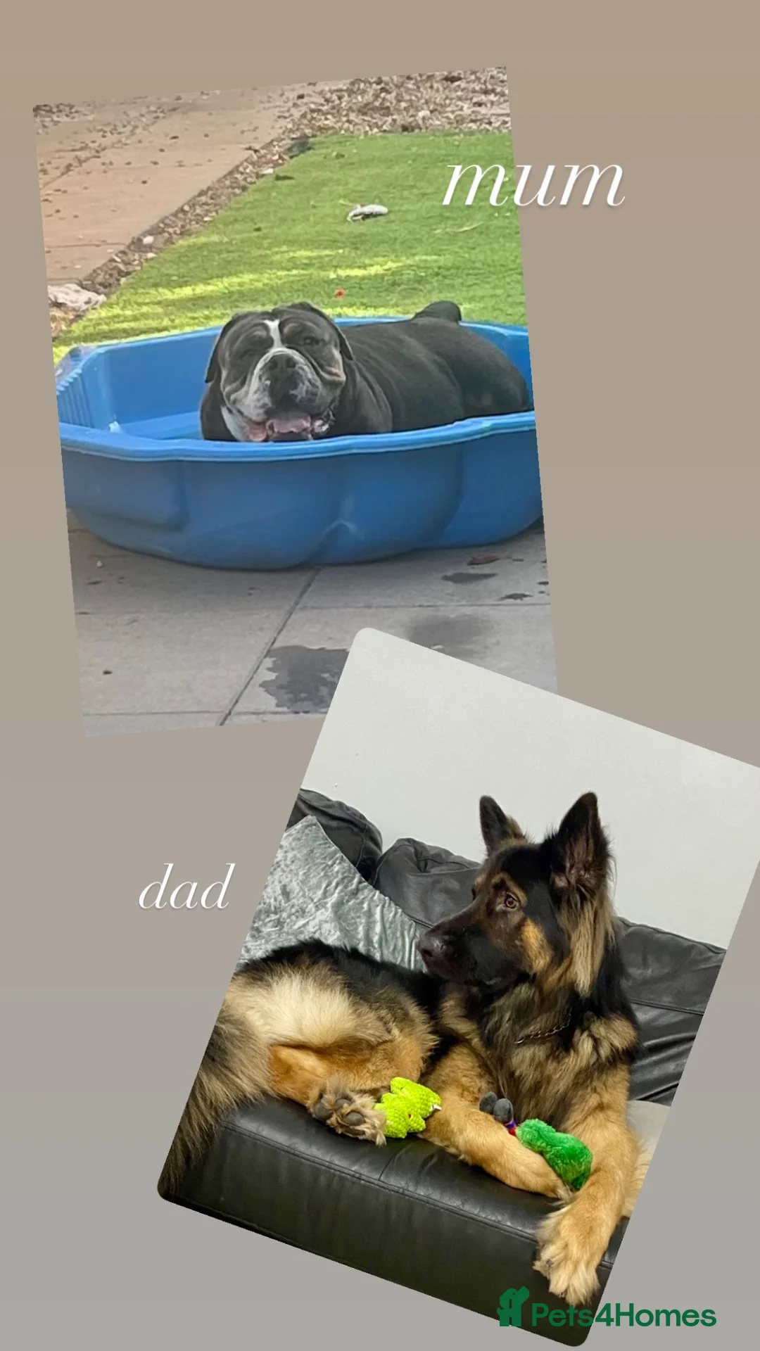 Mixed Breed dogs for sale: 6 gorgeous old tyme bulldog x GSD - Advert 2