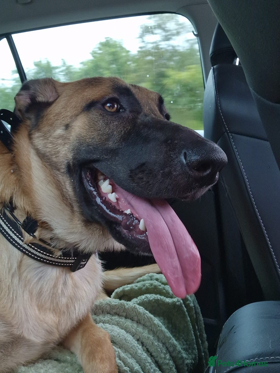 Belgian Shepherd Dog dogs Belgian mal  - Advert 9