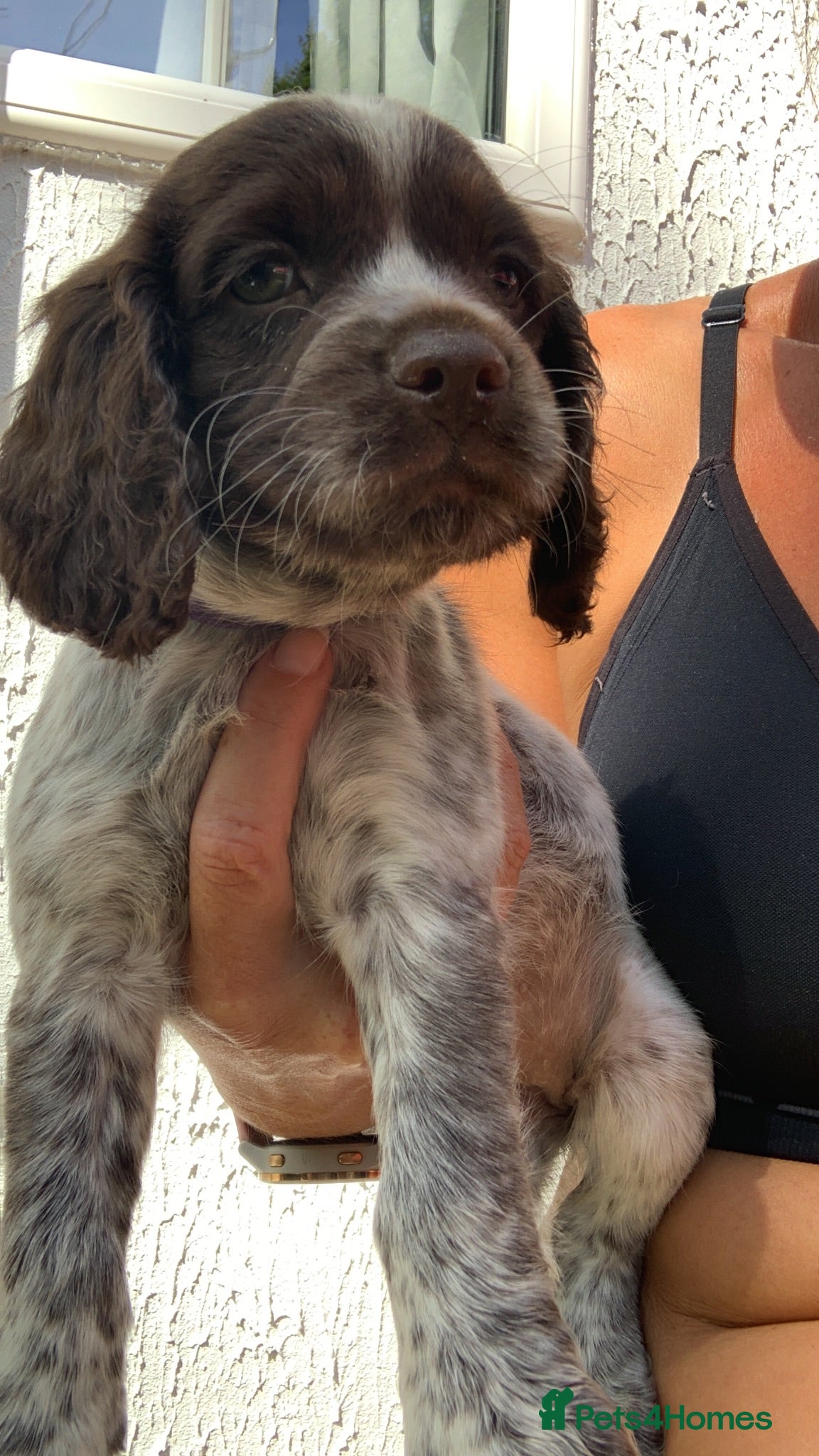 Sprocker dogs F1B litter of 8 cocker spaniels READY TO LEAVE NOW - Advert 1