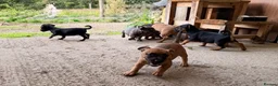 Jack Russell dogs for sale: Eye catching Jack Russell pups, with rare colours - Advert 19