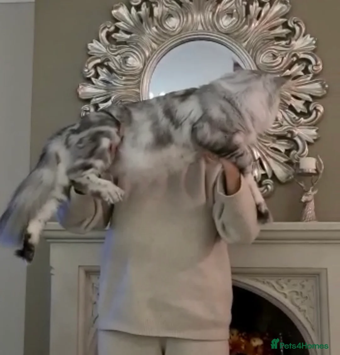 Maine Coon cats for stud: TICA champion and ICWW Maine Coon stud available  in Brighouse - Advert 9