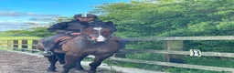 Other Breed horses for sale: 16.2 gelding  in Whitby - Advert 2