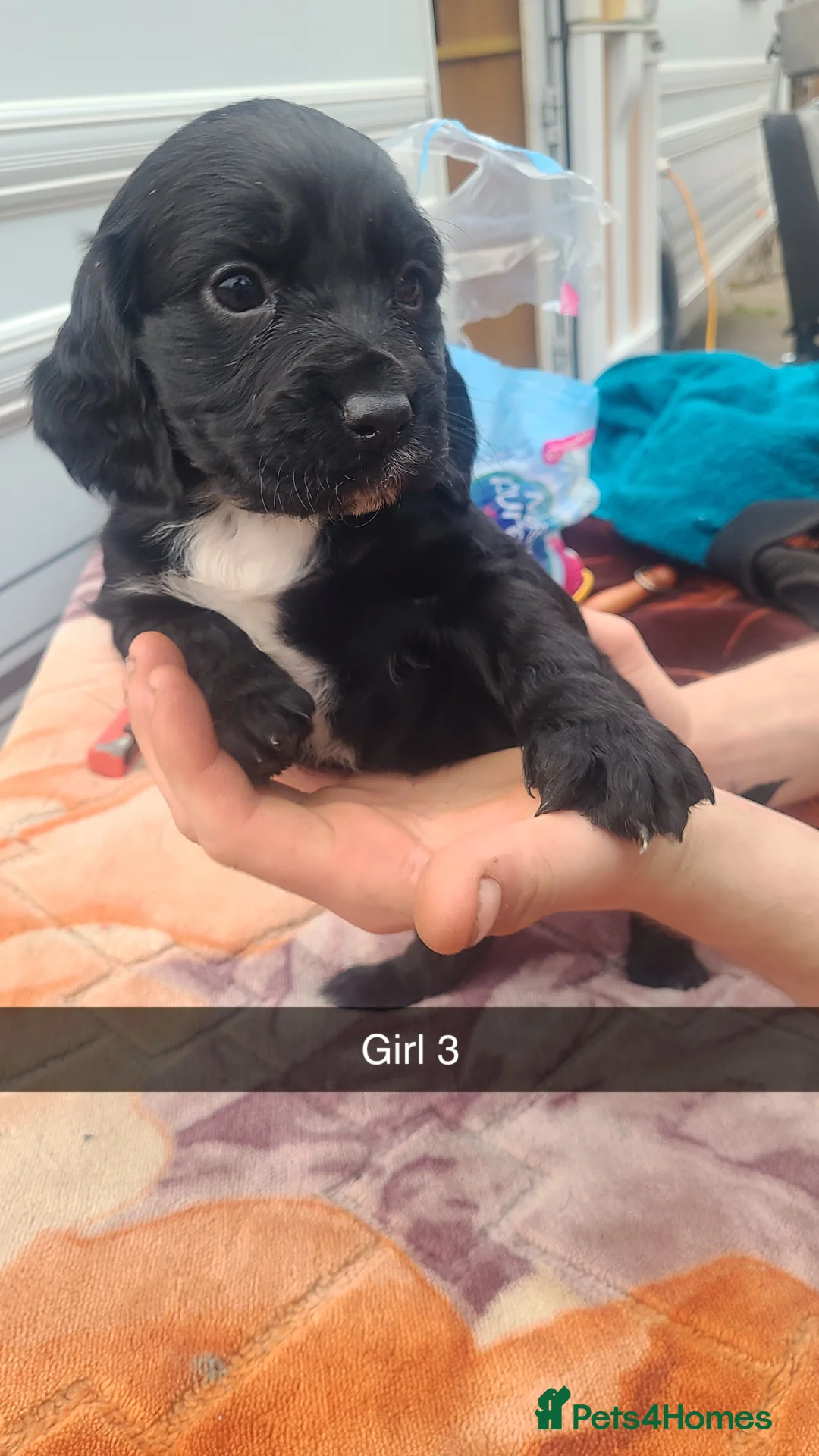 Cocker Spaniel dogs for sale: Showtype cocker spaniel puppies - Advert 2