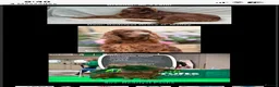 Irish Setter dogs for sale: Irish Red Setter Puppies - Advert 2