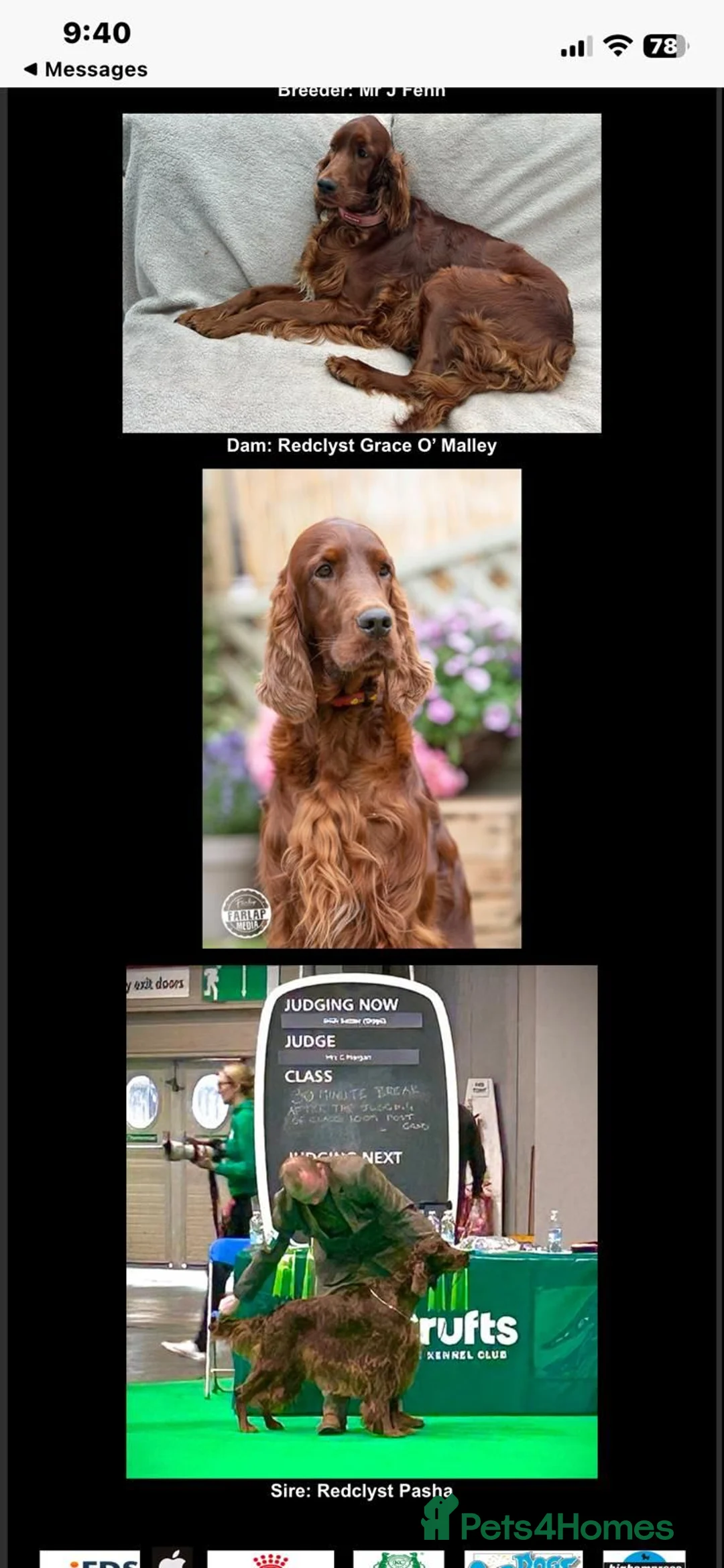 Irish Setter dogs for sale: Irish Red Setter Puppies - Advert 2