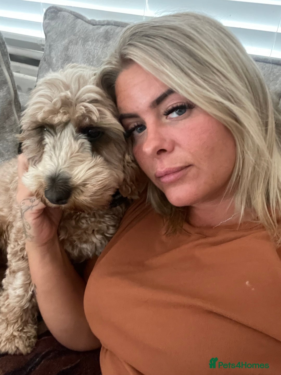 Cockapoo dogs for sale: ⭐️ Outstanding cockapoo female puppy ⭐️  - Advert 15