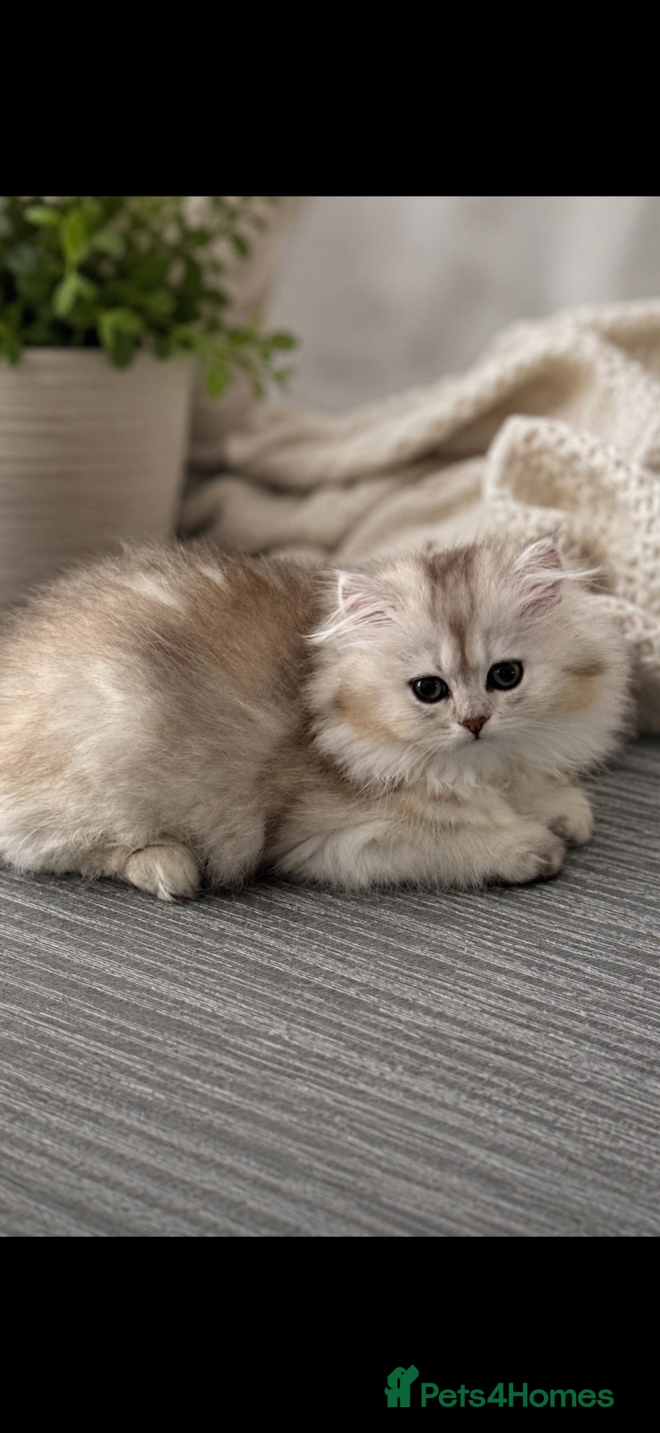 Scottish Fold cats Magnificent golden Scottish kittens available  - Advert 2